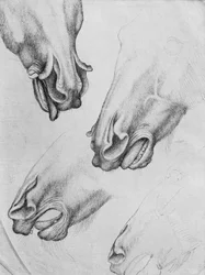 Slashed Nostrils of Horses